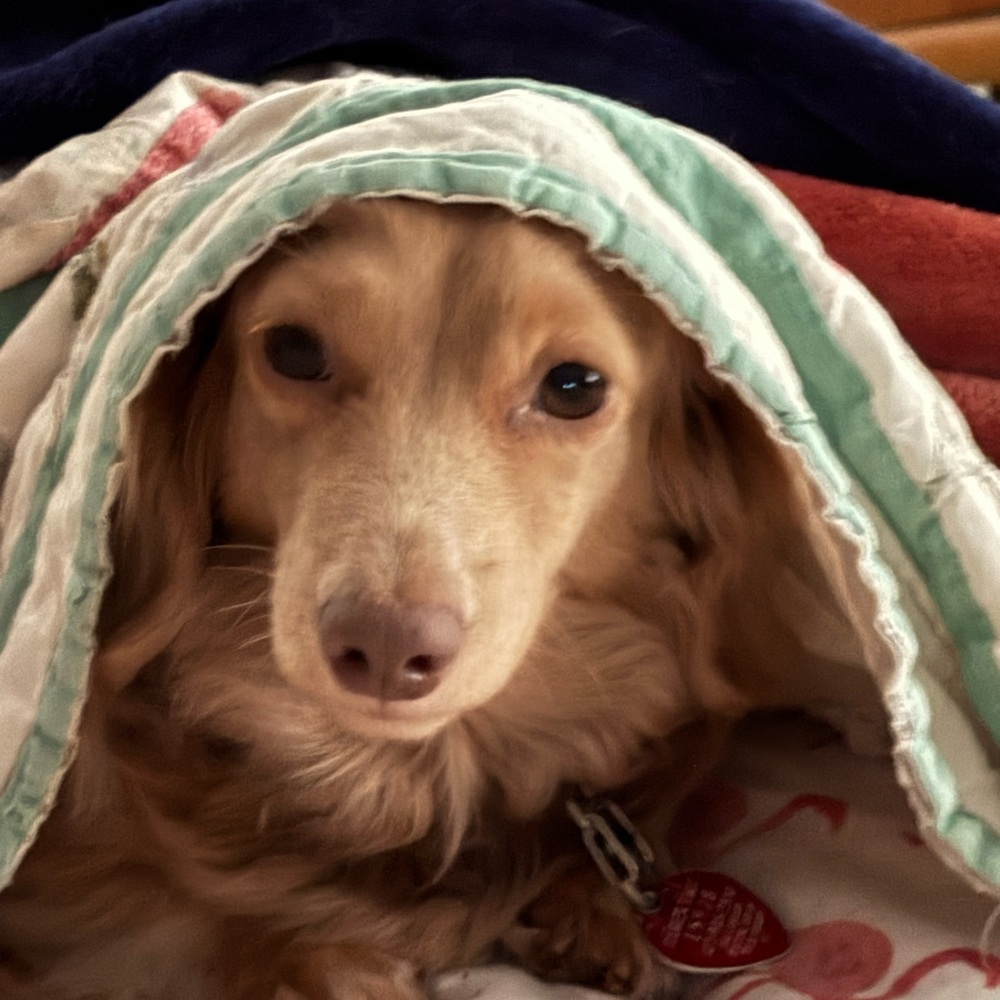 Meet your Posher, Pam